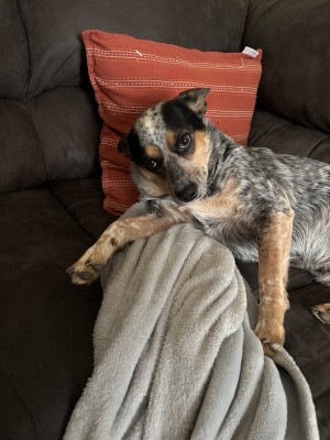 Photo of Bluey