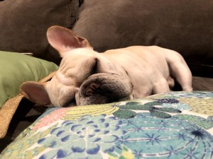 Photo of Milo