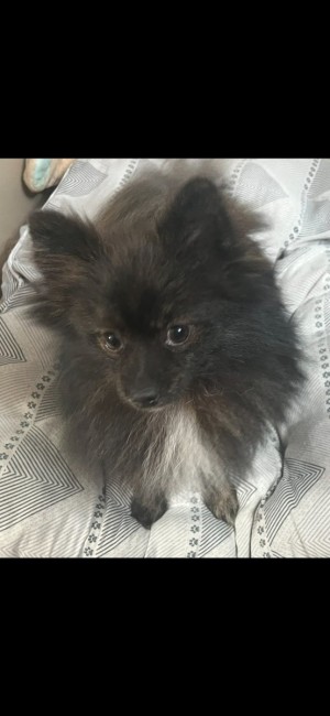 Photo of Chowchow
