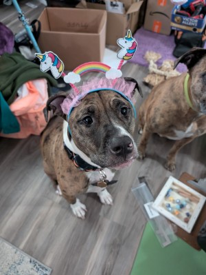 Photo of Willow