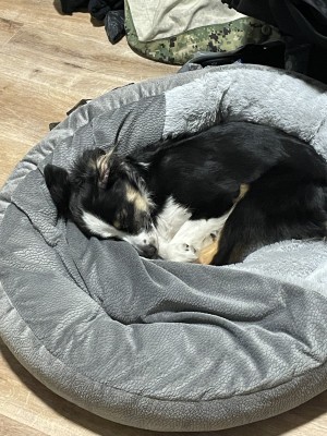 Photo of Snoopy