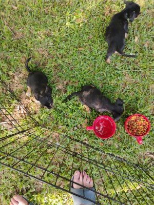 Photo of 3 Puppies 8 Wks Old