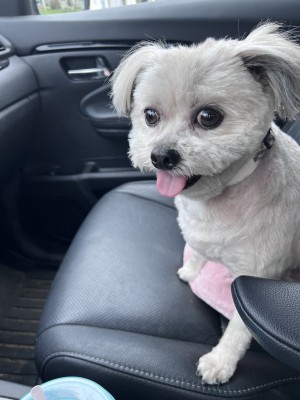 Photo of Milo