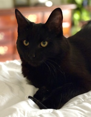 Photo of Luna