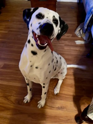 Photo of Toby