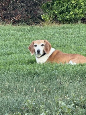 Photo of Peanut