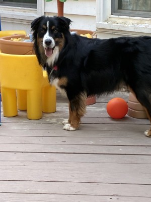 Photo of Rex