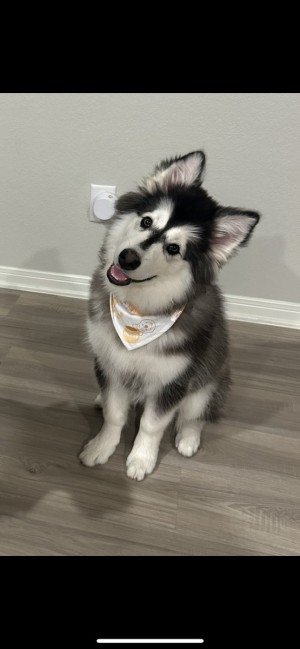 Photo of Atlas