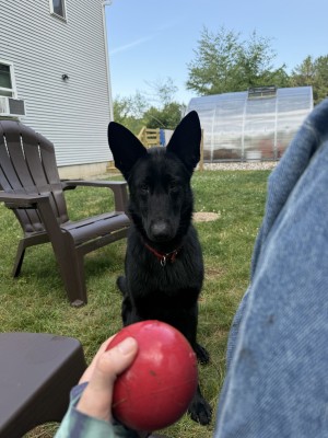 Photo of Stella