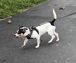 Photo of Pongo