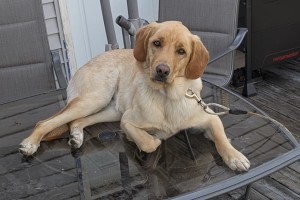 Photo of Max