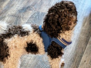 Photo of Boomer