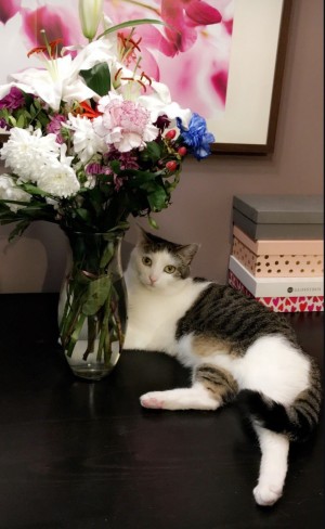 Photo of Missy