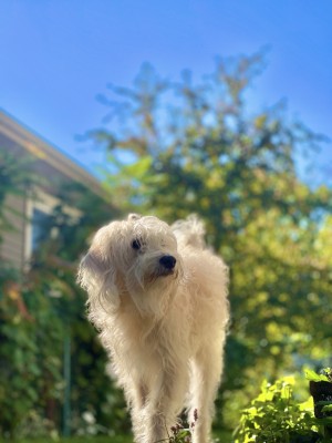 Photo of Prince