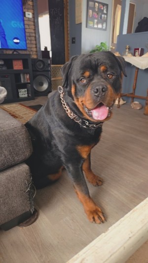 Photo of Hunter