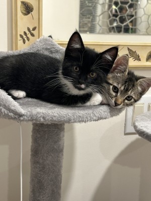 Photo of Bella And Maia