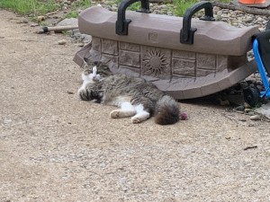 Photo of Woody