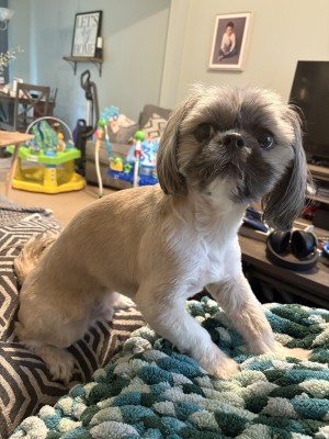 Photo of Rollo
