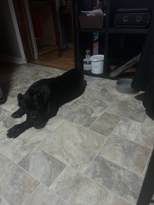 Photo of Dante