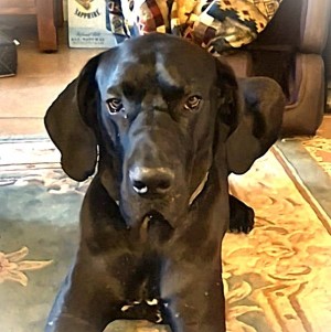 Photo of Finn
