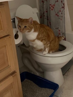 Photo of Phoenix