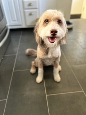 Photo of Poco
