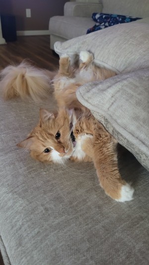 Photo of Hugsy