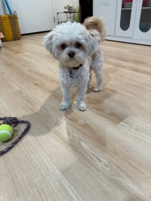 Photo of Copper