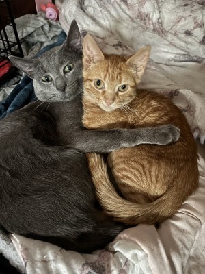 Photo of Blu