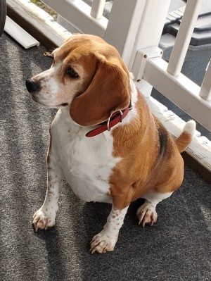 Photo of Lady