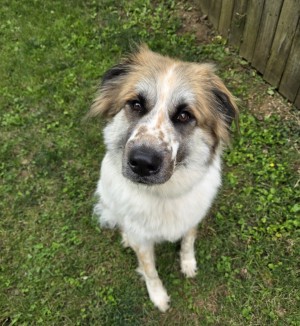 Photo of Daisy
