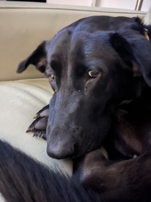 Photo of Augie