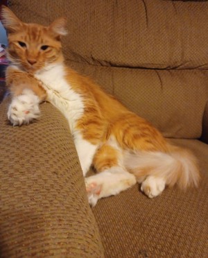 Photo of Oliver