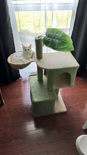 Photo of Fig