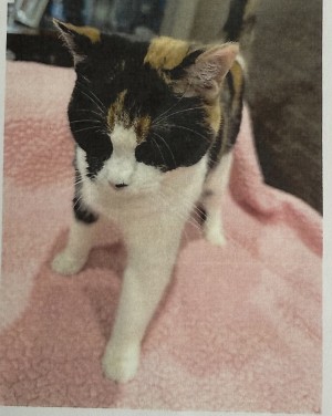 Photo of Callie