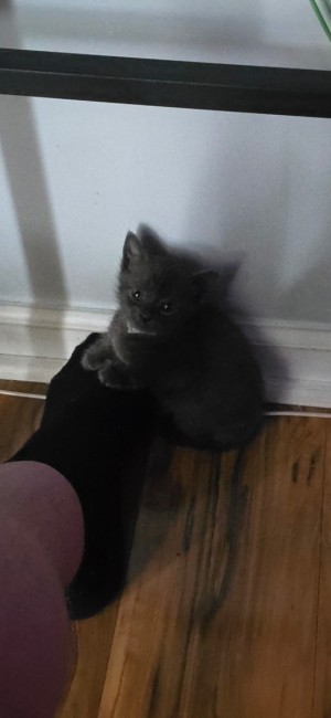 Photo of Ash