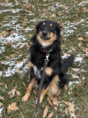 Photo of Rip