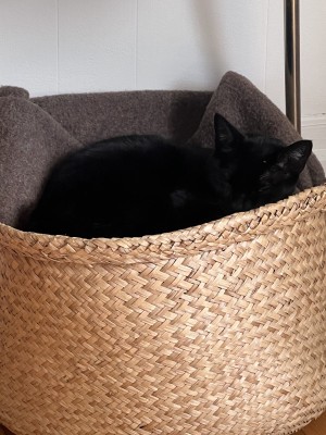 Photo of Pepper