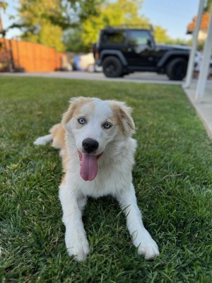 Photo of Whisky