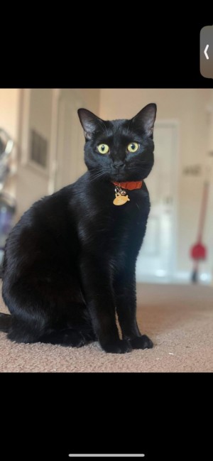 Photo of Cosmo