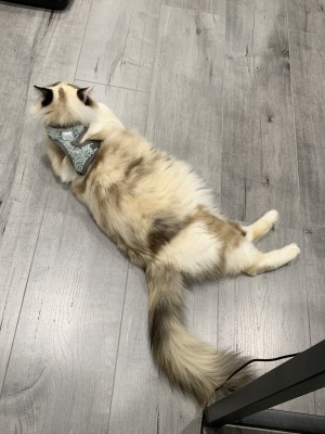 Photo of Mochi
