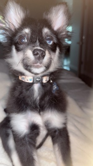 Photo of Lucky