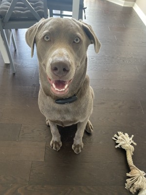Photo of Leo
