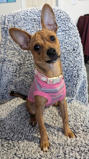 Photo of Pinkie
