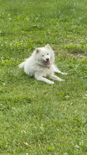 Photo of Bailey