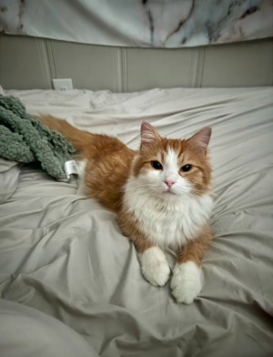 Photo of Oscar