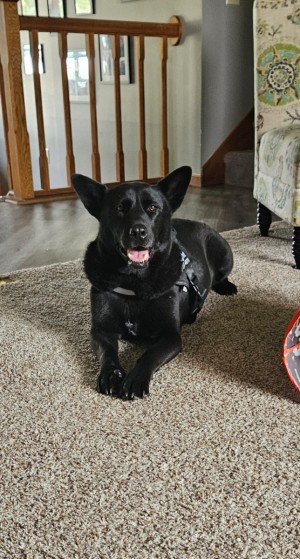 Photo of Midnight
