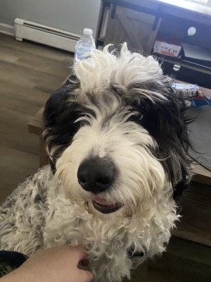 Photo of Otis