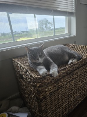 Photo of Binx