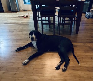 Photo of PHOEBE